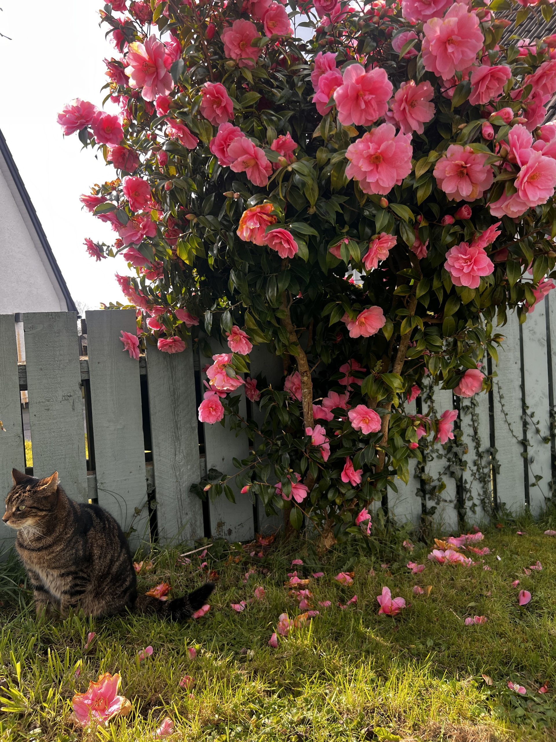 • circadian rhythm • spring clock change • sleep support Northern Ireland • holistic therapy Randalstown • nervous system regulation